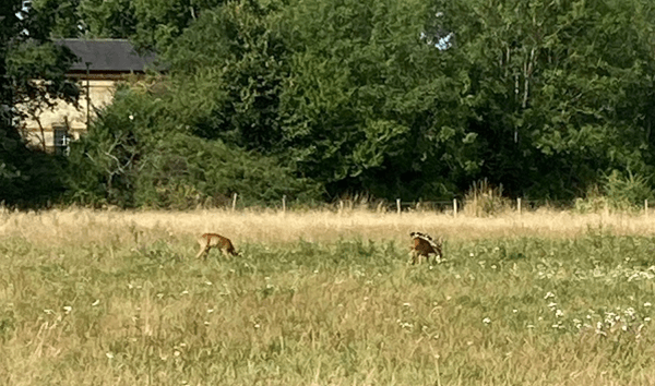 Site SA35 – Land at Horton&nbsp;Farm