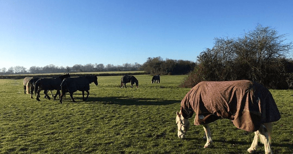 Horses on Horton Farm