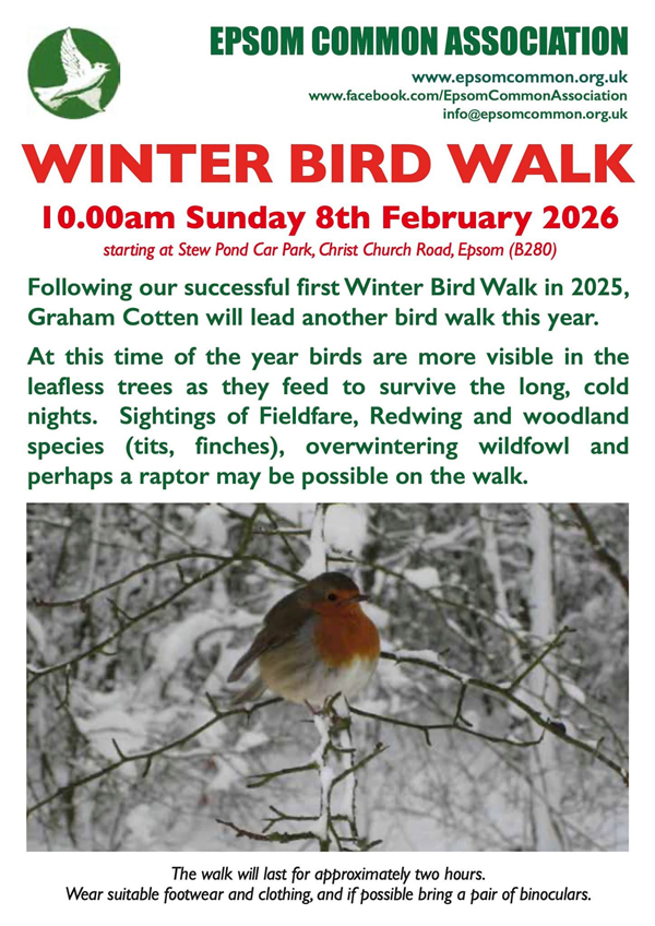 Winter Bird Walk