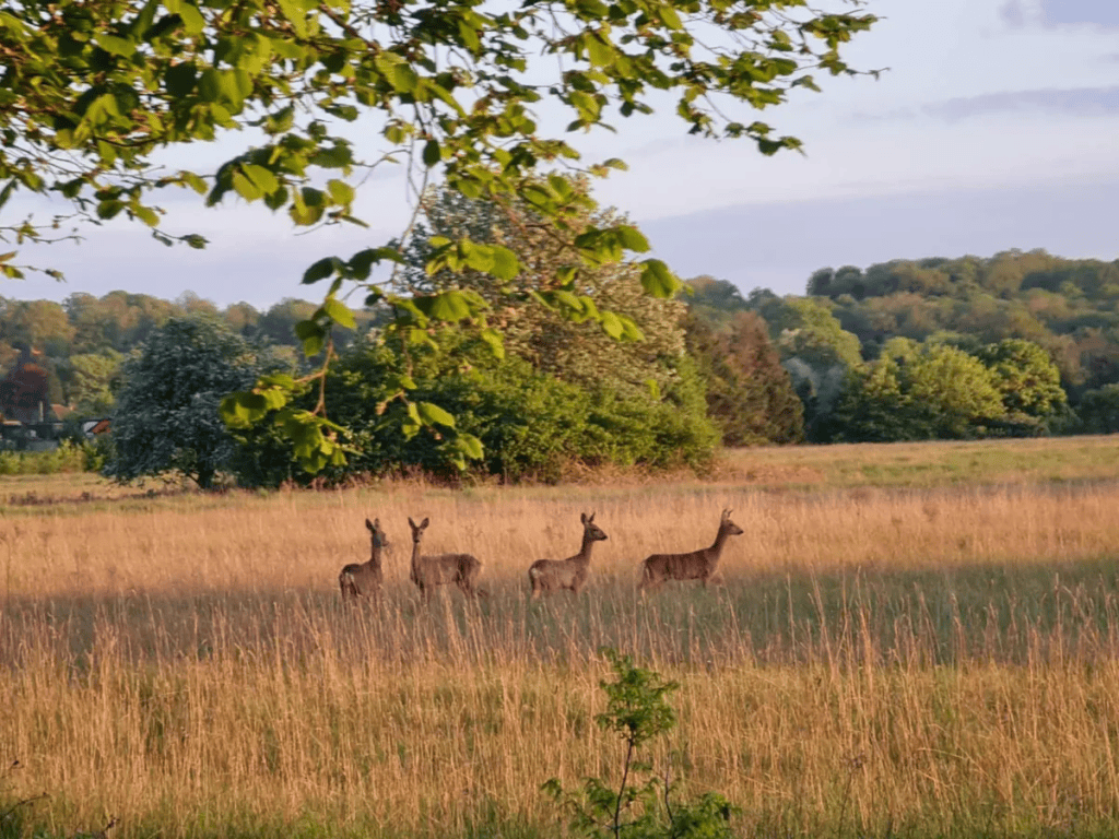 Save Downs Farm.  Fight for Our Green&nbsp;Belt